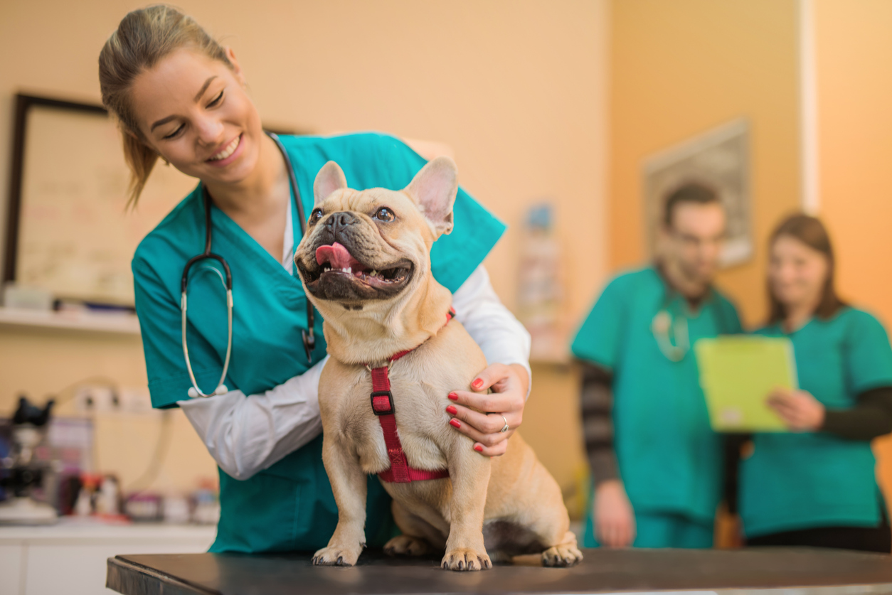 Veterinary Assistant program & Certification Pasadena Integrity